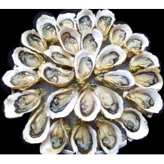Fresh Pacific Oyster 10pcs