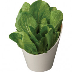 Bok Choy