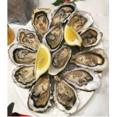 Oysters (Set)