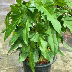 Philodendron golden dragon big size really nice plant