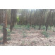 Land for Sell Land for Sell