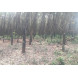 Land for Sell Land for Sell