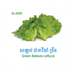 Green Batavia Lettuce (1KG)